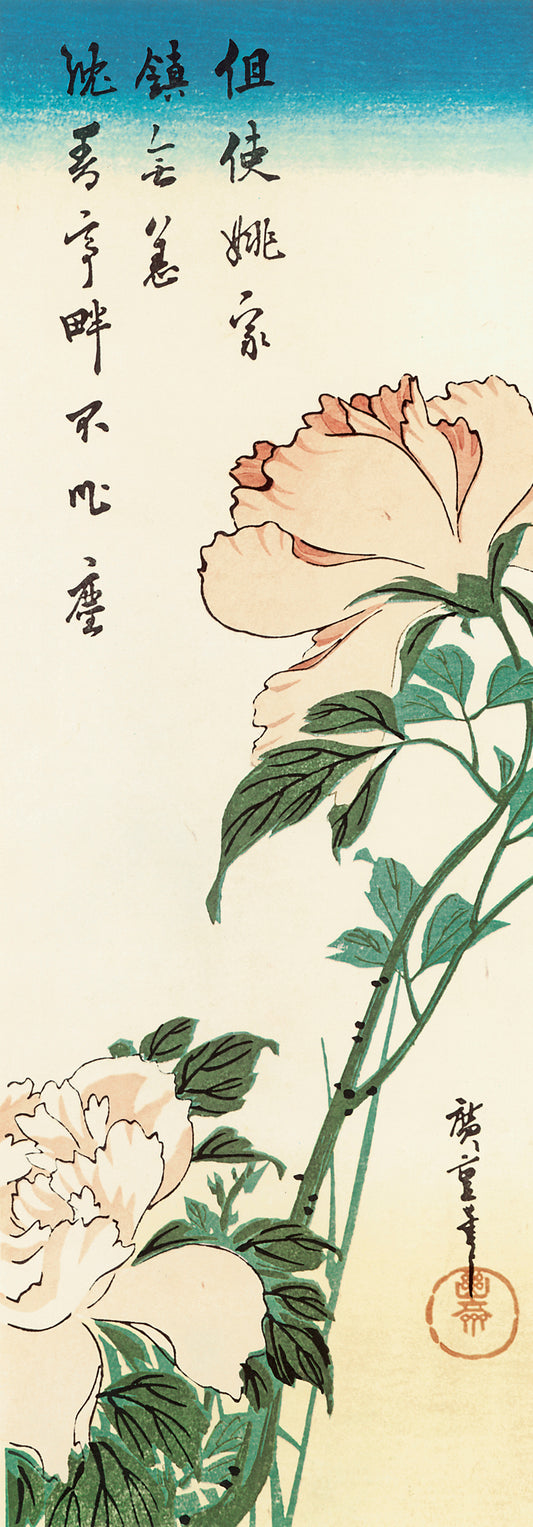 Peonies
