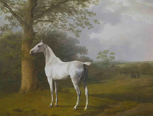 White Horse in Pasture