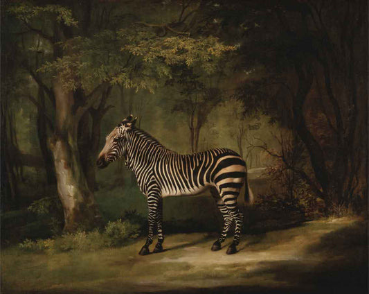 Zebra